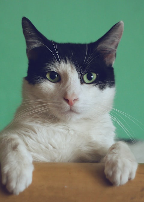 Pelusa, gato perdido