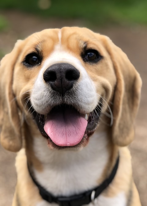 Toby, perro en adopción